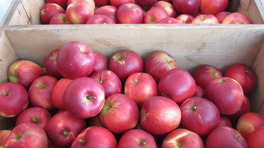 クイーンズ伊勢丹ネットショップ / 青森 百年紅玉アップルパイ